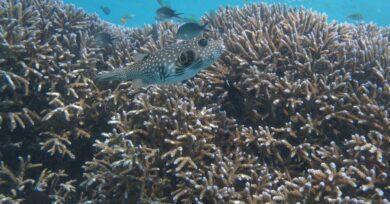 6 Fantastic Things To Do When Travel To Gili Trawangan Diving